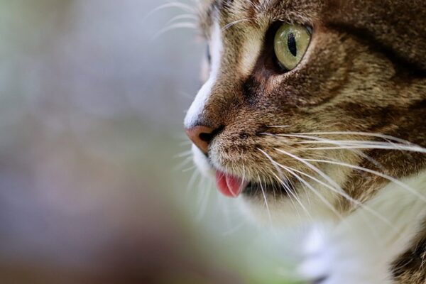 猫のデンタルケアが重要な理由