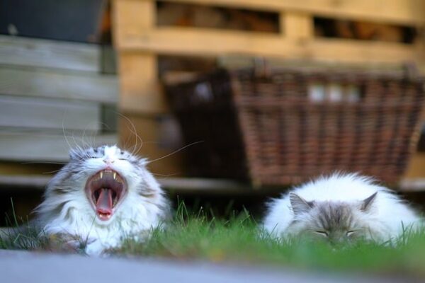 猫のデンタルケアの重要性