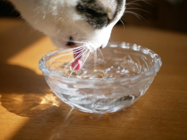 冬に猫が脱水を起こす理由