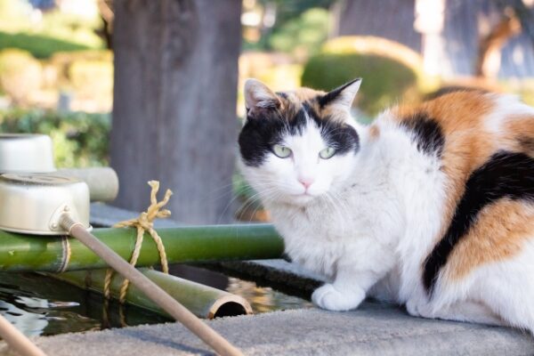 猫が脱水を起こす理由