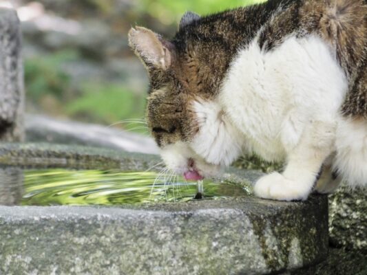 猫が水を飲まなくなる理由